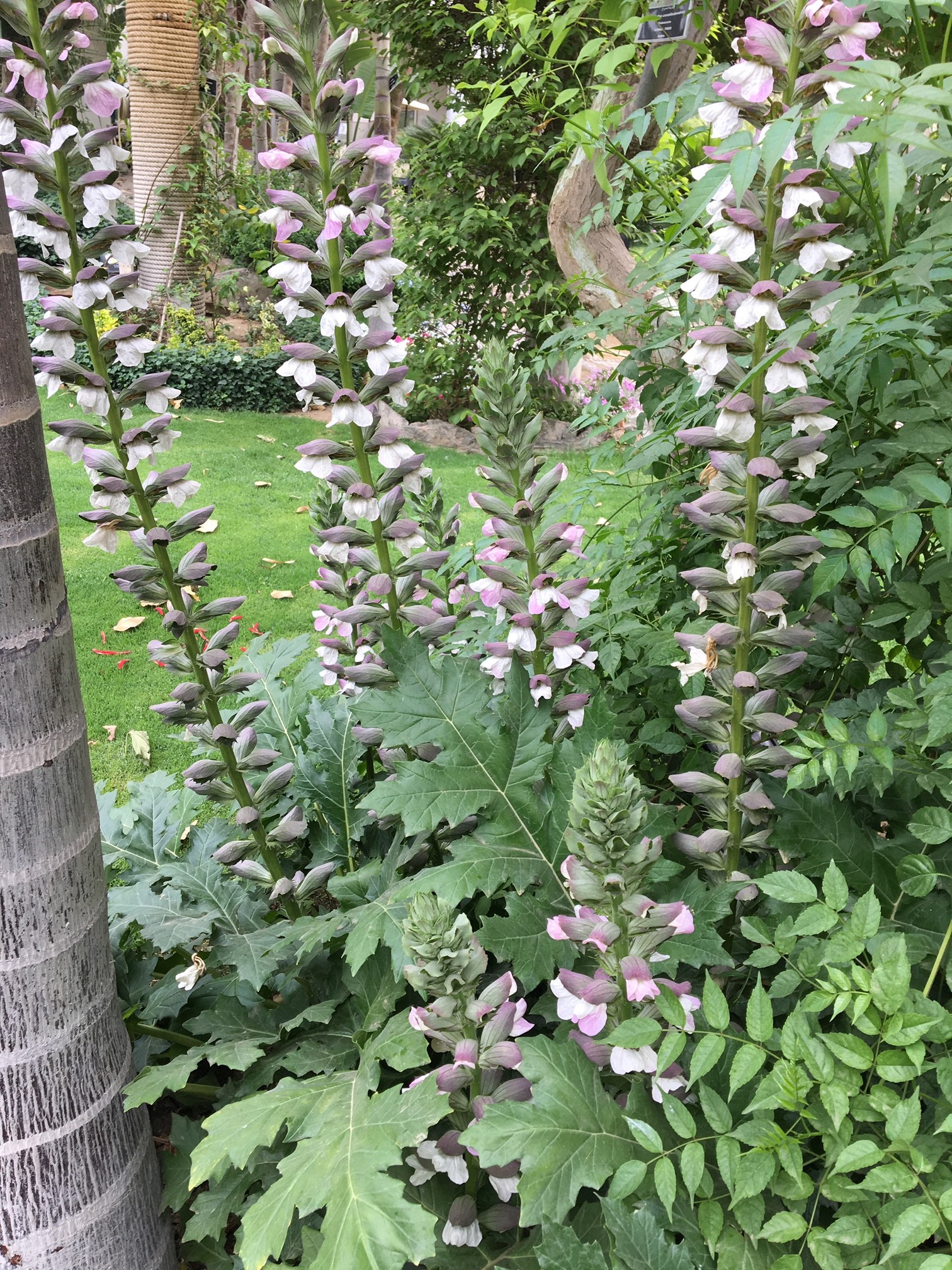 acanthus mollis